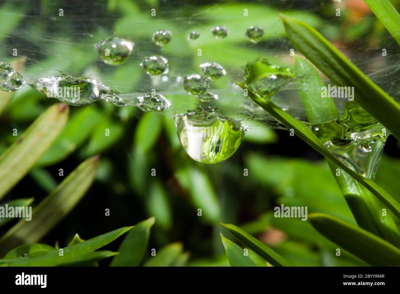 Spider web with dew drops Stock Photo - Alamy