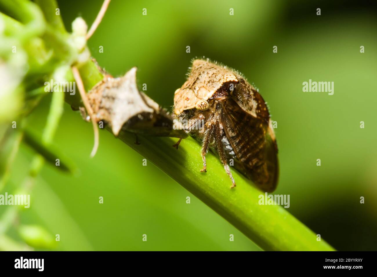 A Pair of Shield Bugs Stock Photo Alamy