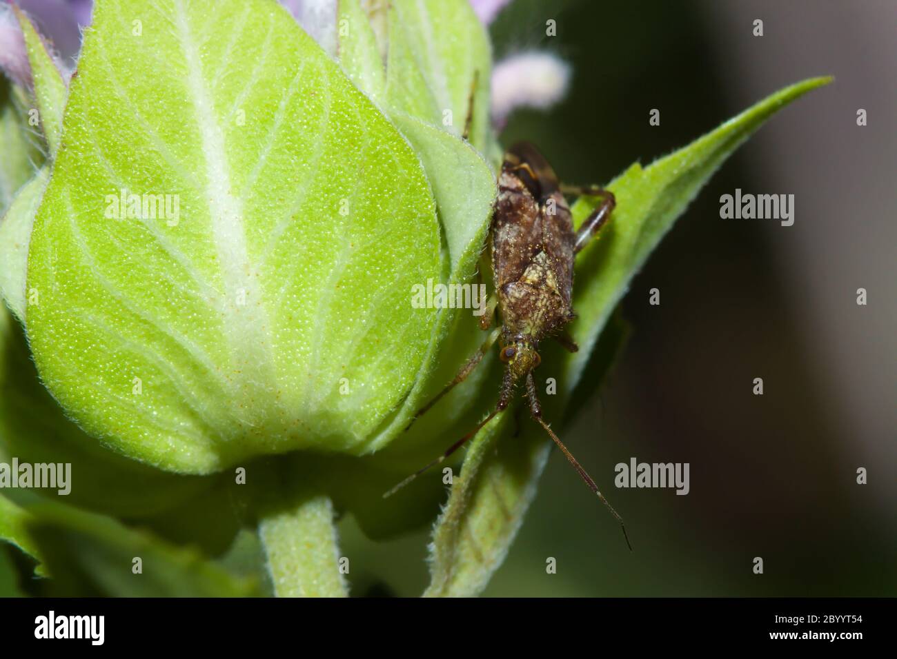 Shield bug (Hemiptera, suborder Heteroptera). Stock Photo