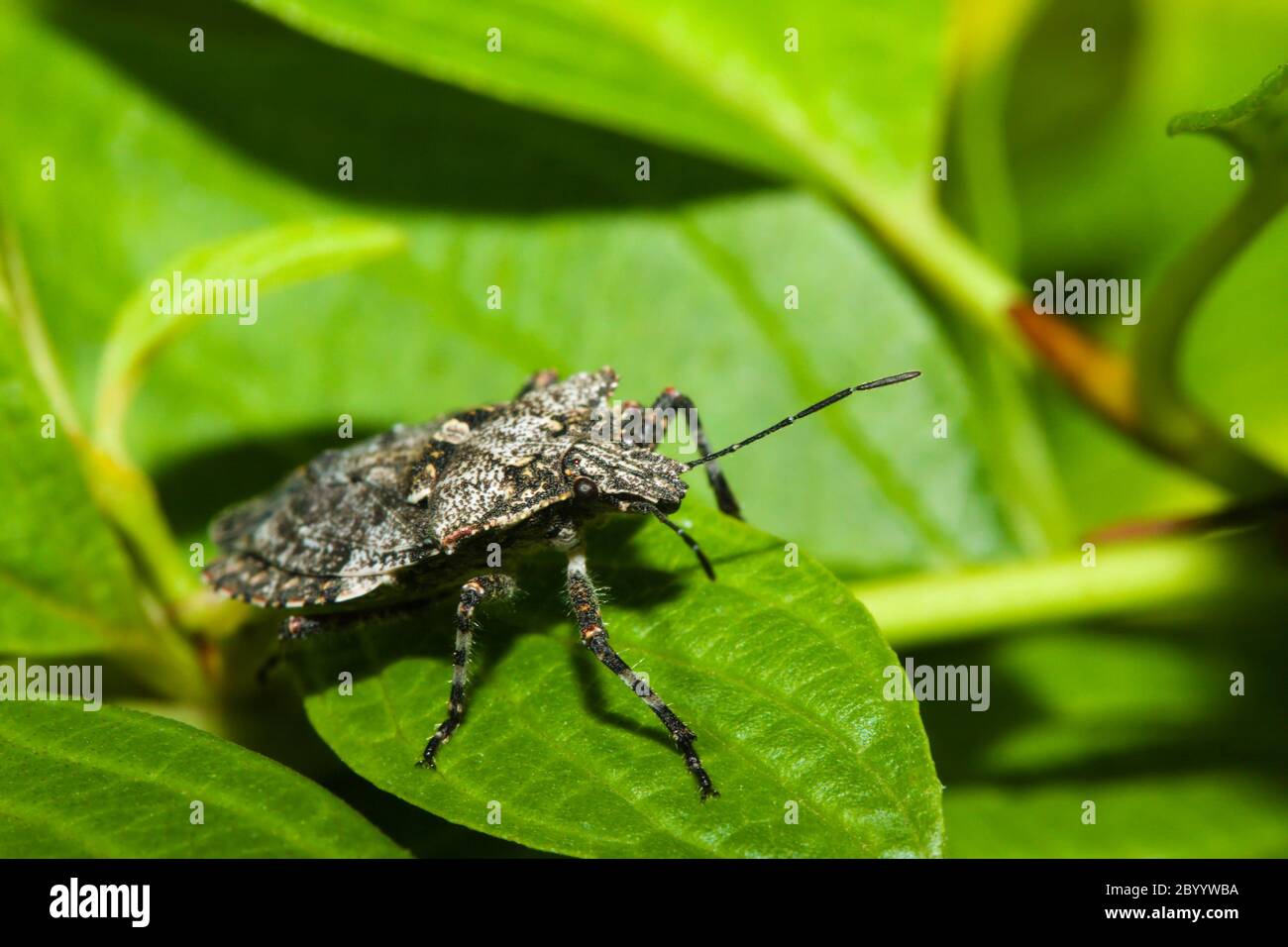 Shield bug (Hemiptera, suborder Heteroptera). Stock Photo