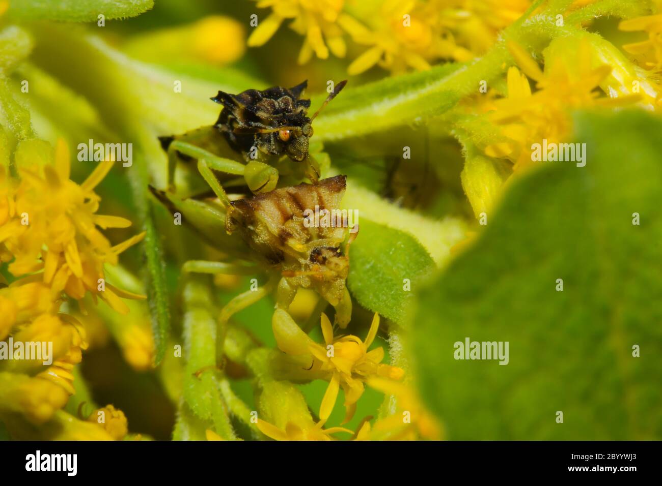 Mating Ambush bugs (Phymata erosa) in goldenrod flowers. Stock Photo