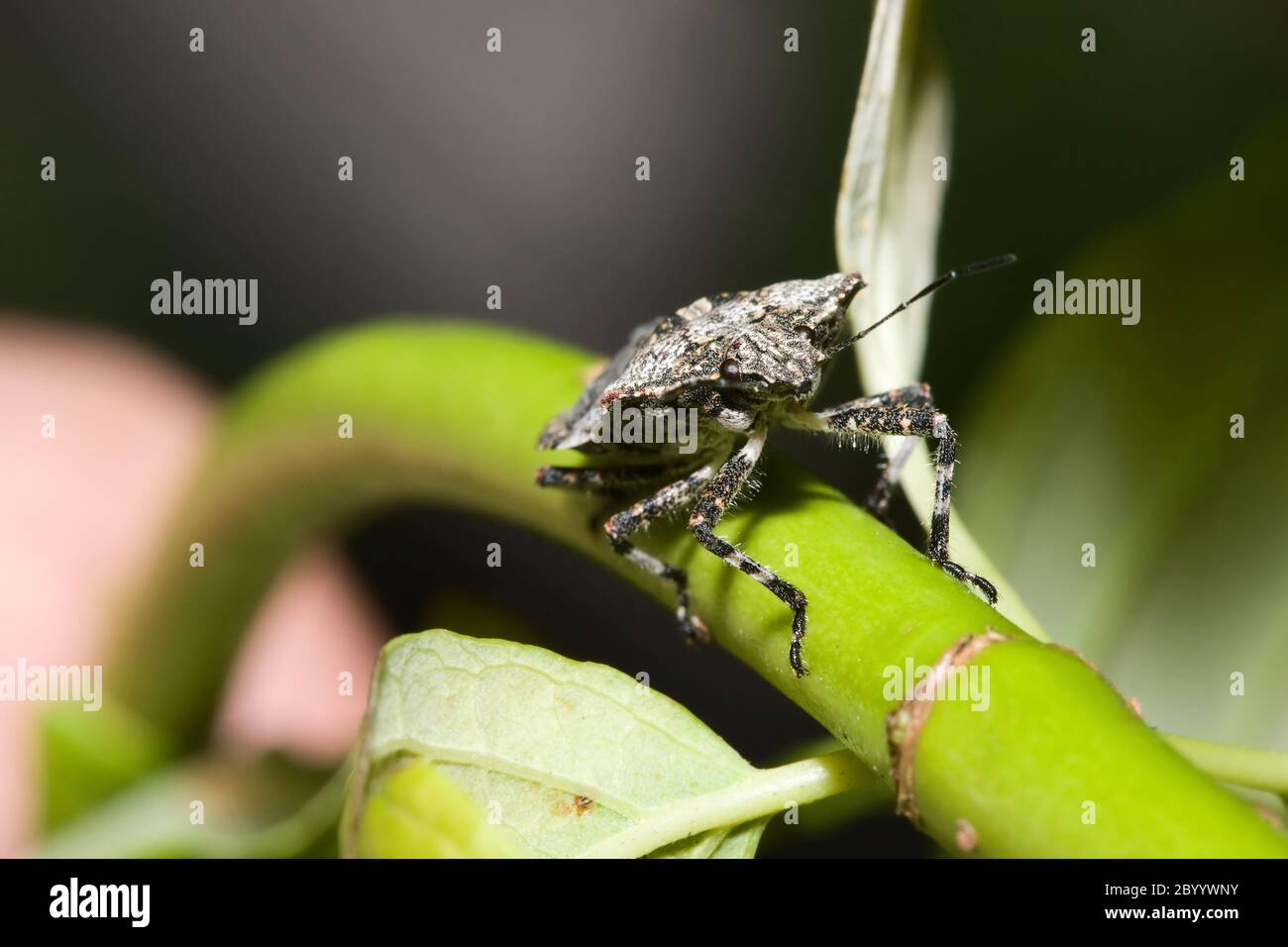 Shield bug (Hemiptera, suborder Heteroptera) Stock Photo