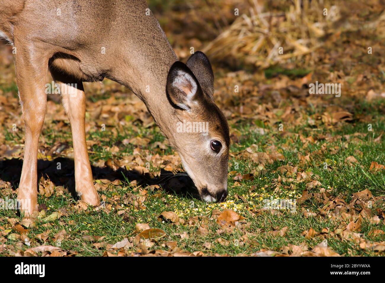 Young Deer eating grass Stock Photo - Alamy