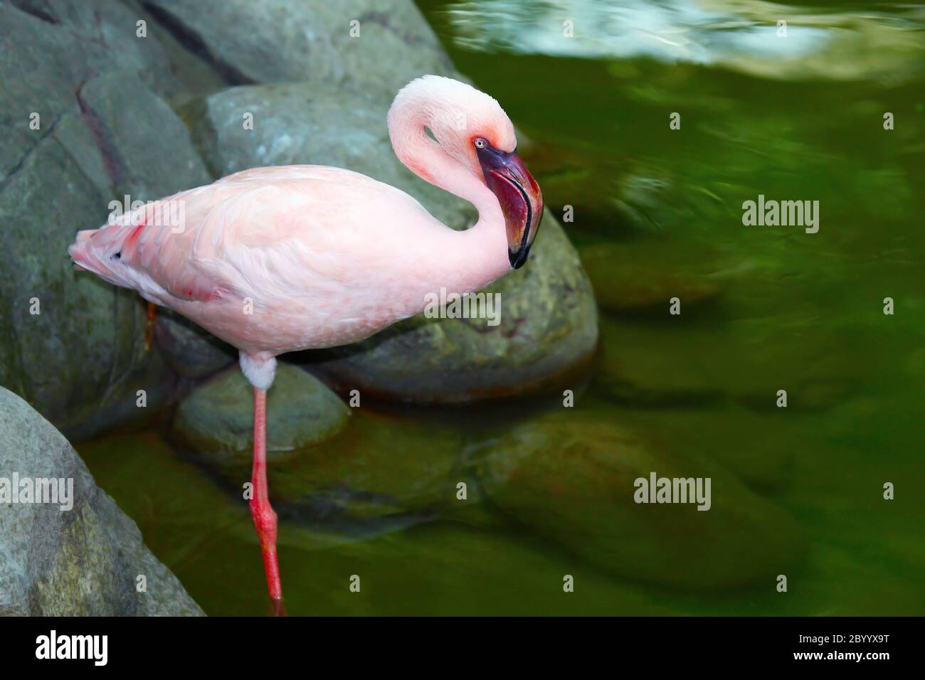 beautiful pink flamingo Stock Photo