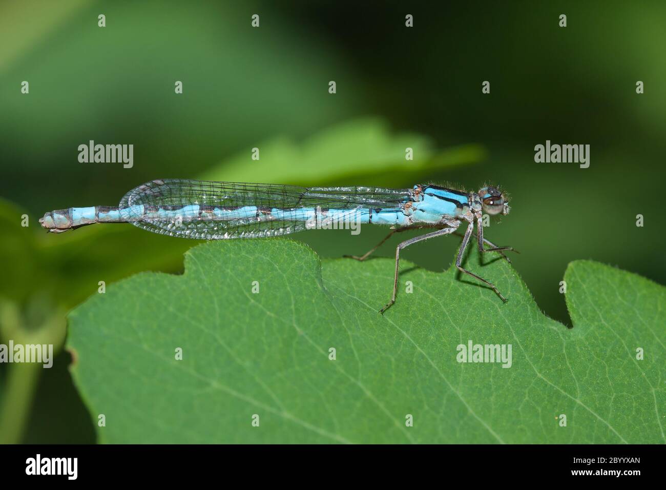 Common Blue Damselfly Stock Photo - Alamy