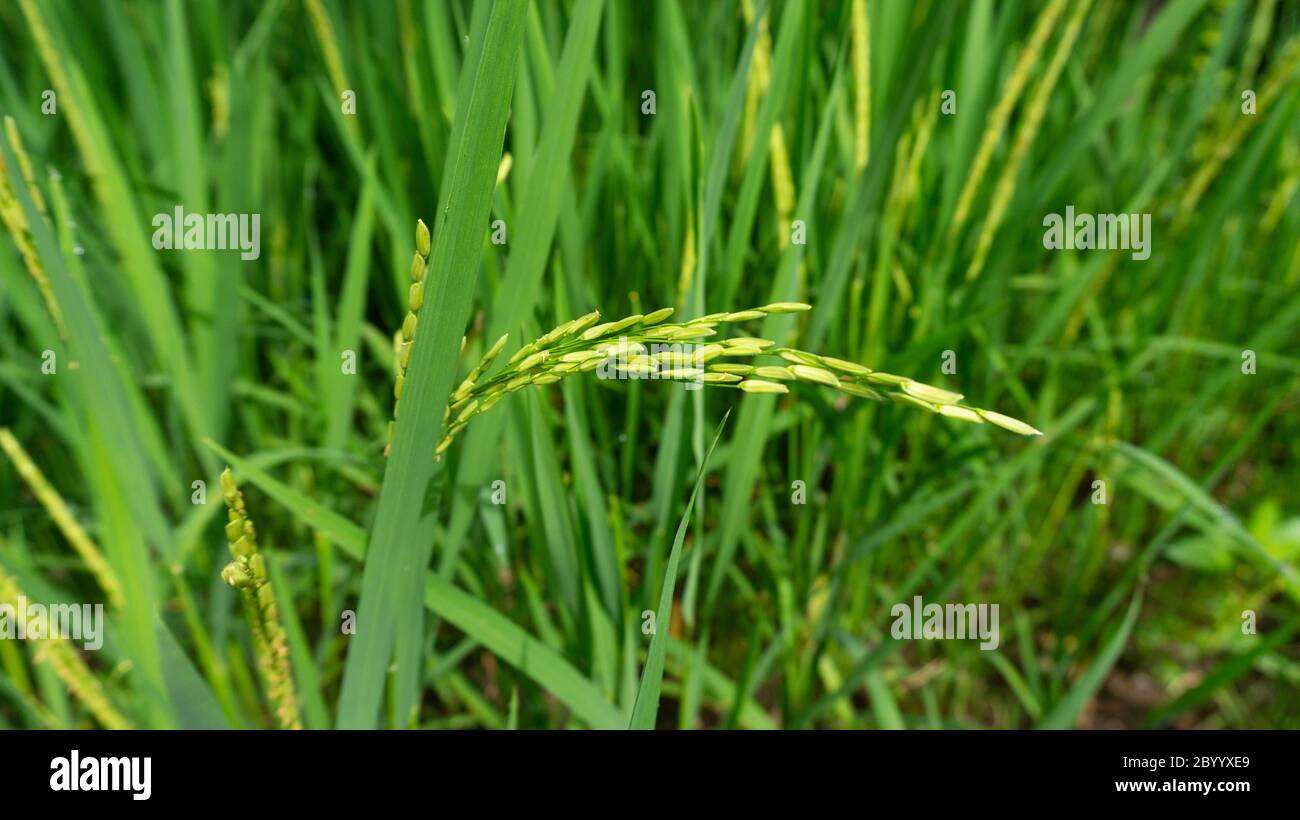 Not Ripen Green Rice Rice grains that are still green, appear to contain. Harvest season is ...