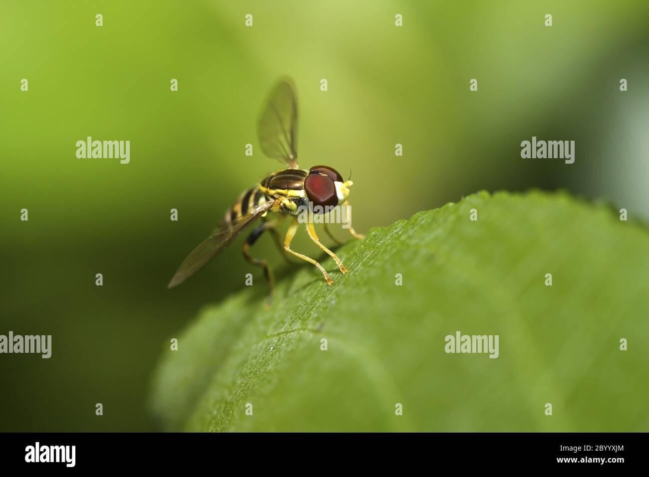 Hover fly Stock Photo