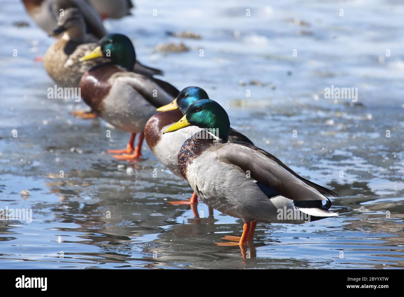 Mallard ducks lined up Stock Photo Alamy