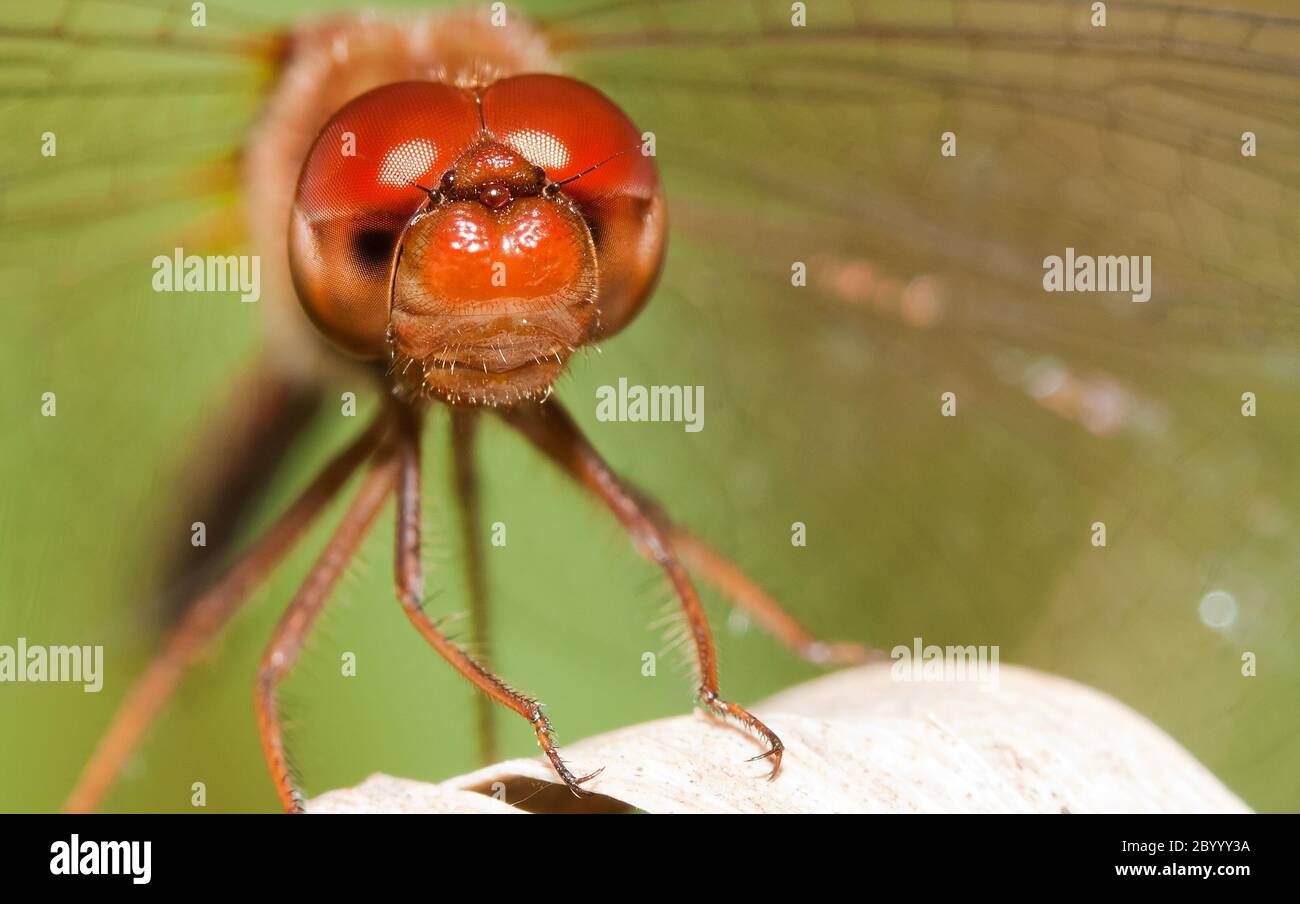 Close-up of a red dragonfly Stock Photo