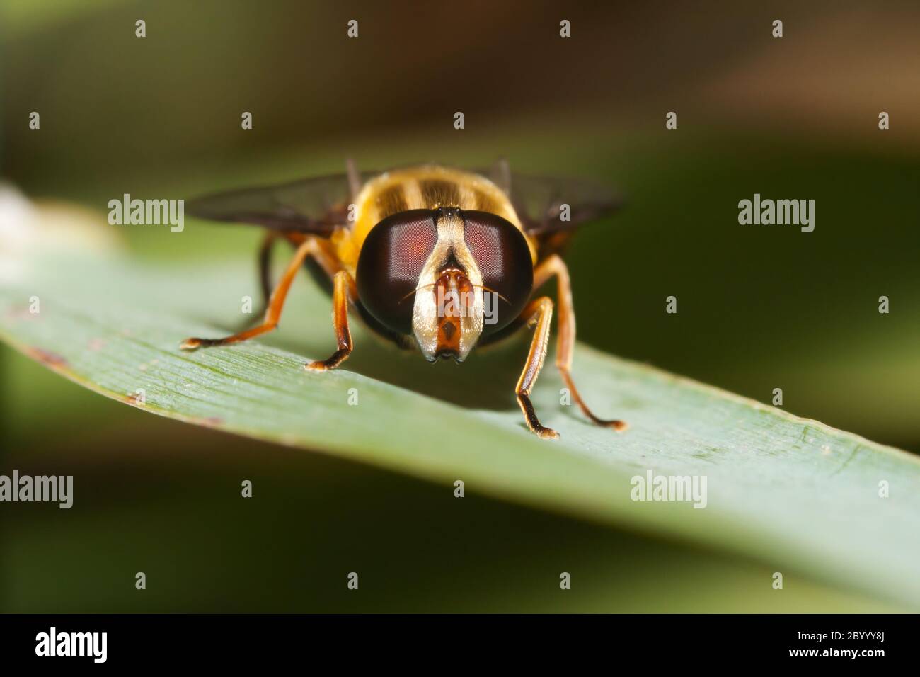 Macro shot of a hover fly Stock Photo