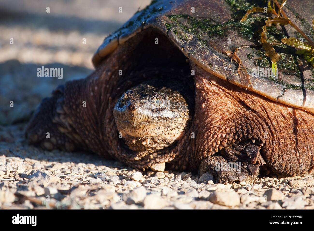Common Snapping Turtle Stock Photo Alamy