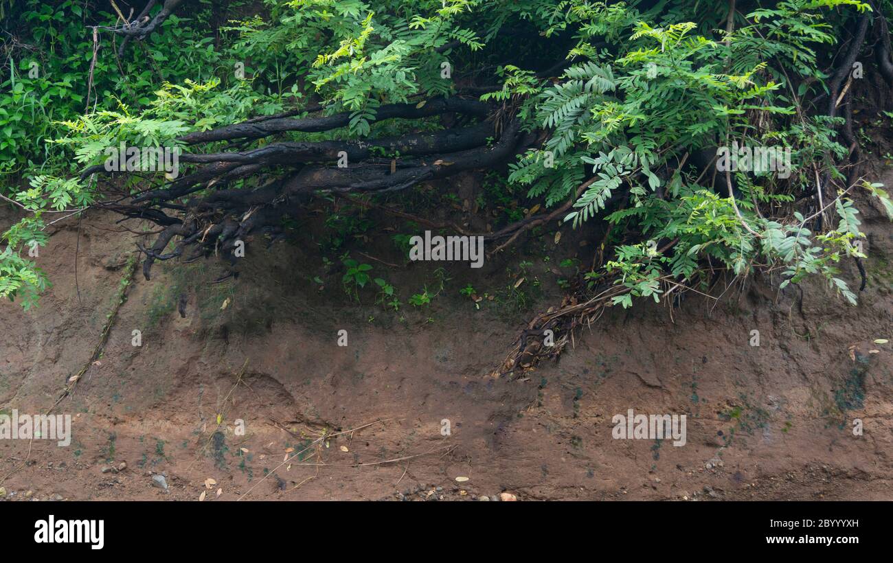 River bank with a variety of wild plants that creep to prevent erosion