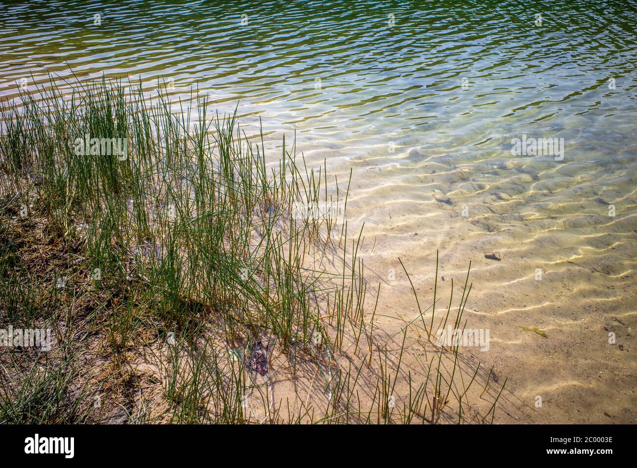 Eelgrass is located on the shore of a lake with clear water Stock Photo