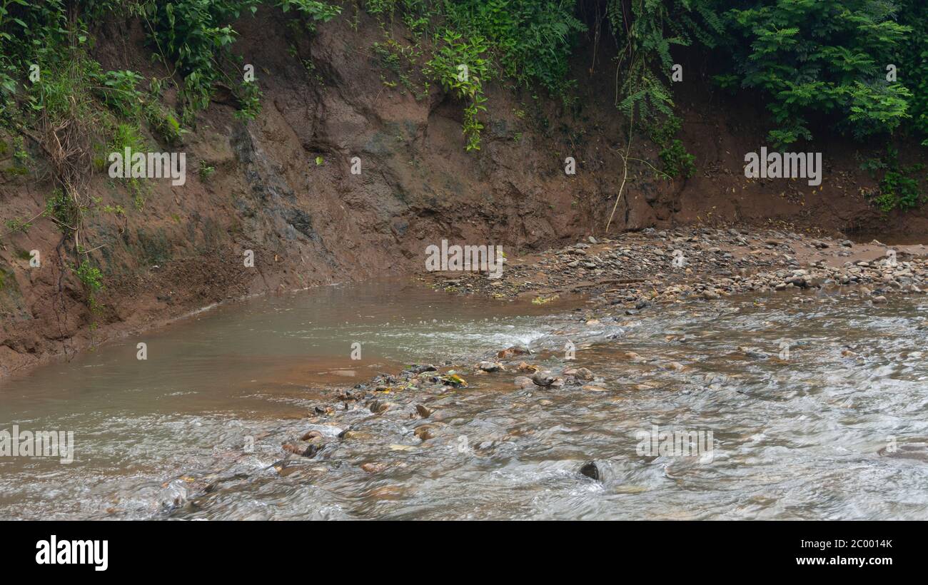 River bank with a variety of wild plants that creep to prevent erosion