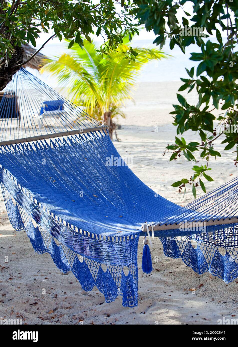 Hammock between trees Stock Photo Alamy