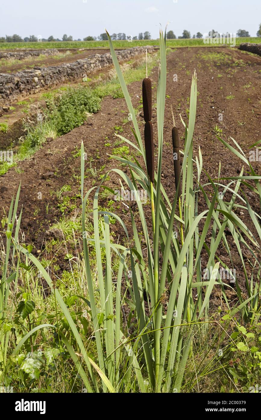 Small Reed Mace Reed mace hi-res stock photography and images - Alamy