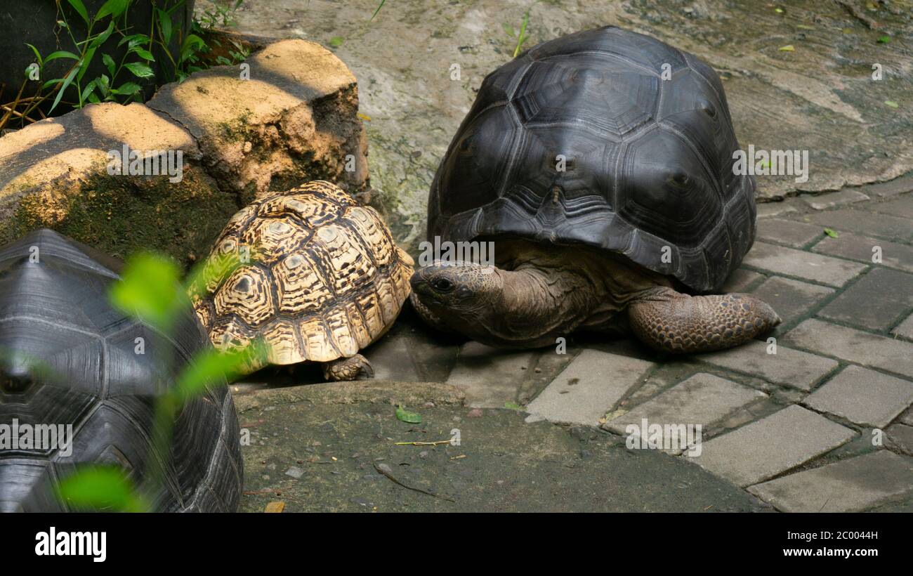 Strong shells hi-res stock photography and images - Alamy