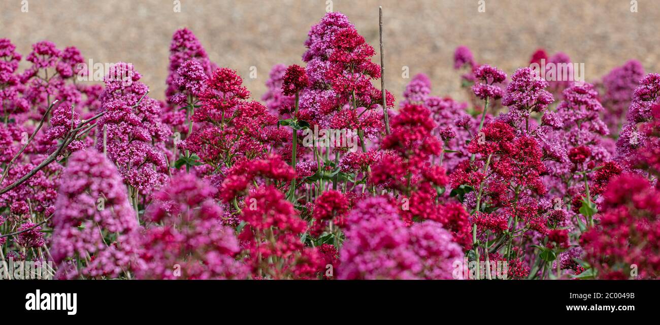 Wild flowering Valarian at the Suffolk Coast Stock Photo