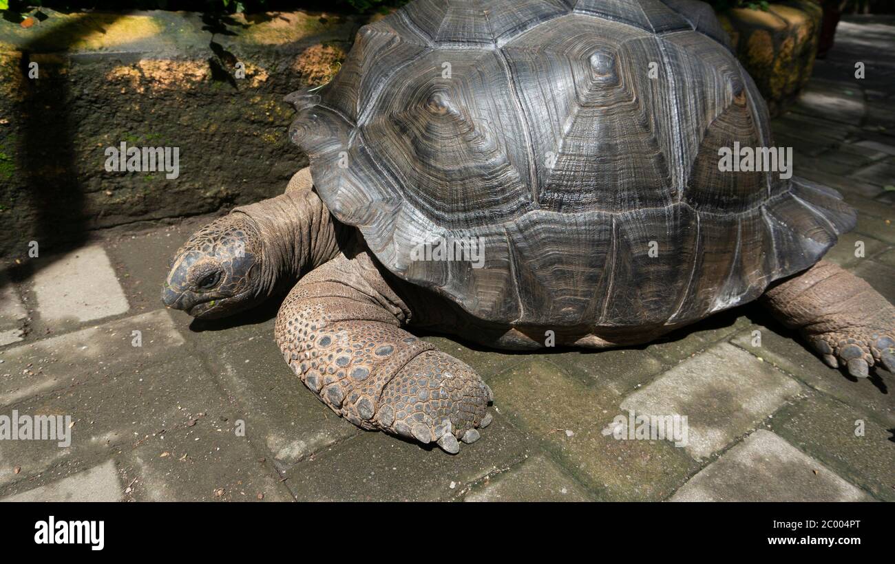 Large and old turtles with very strong shells Stock Photo - Alamy
