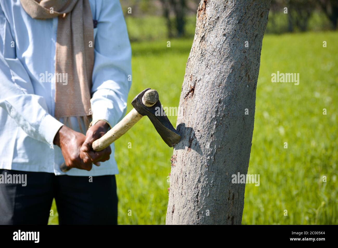 Lumberjack cutting tree with axe in the forest Stock Photo - Alamy
