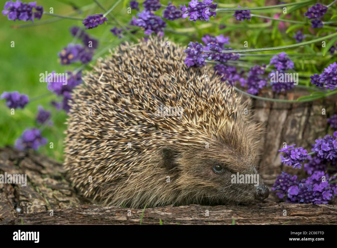 Hedgehog, (Scientific name: Erinaceus Europaeus) Wild, native, European hedgehog in natural garden habitat with colourful purple lavender plants. Stock Photo