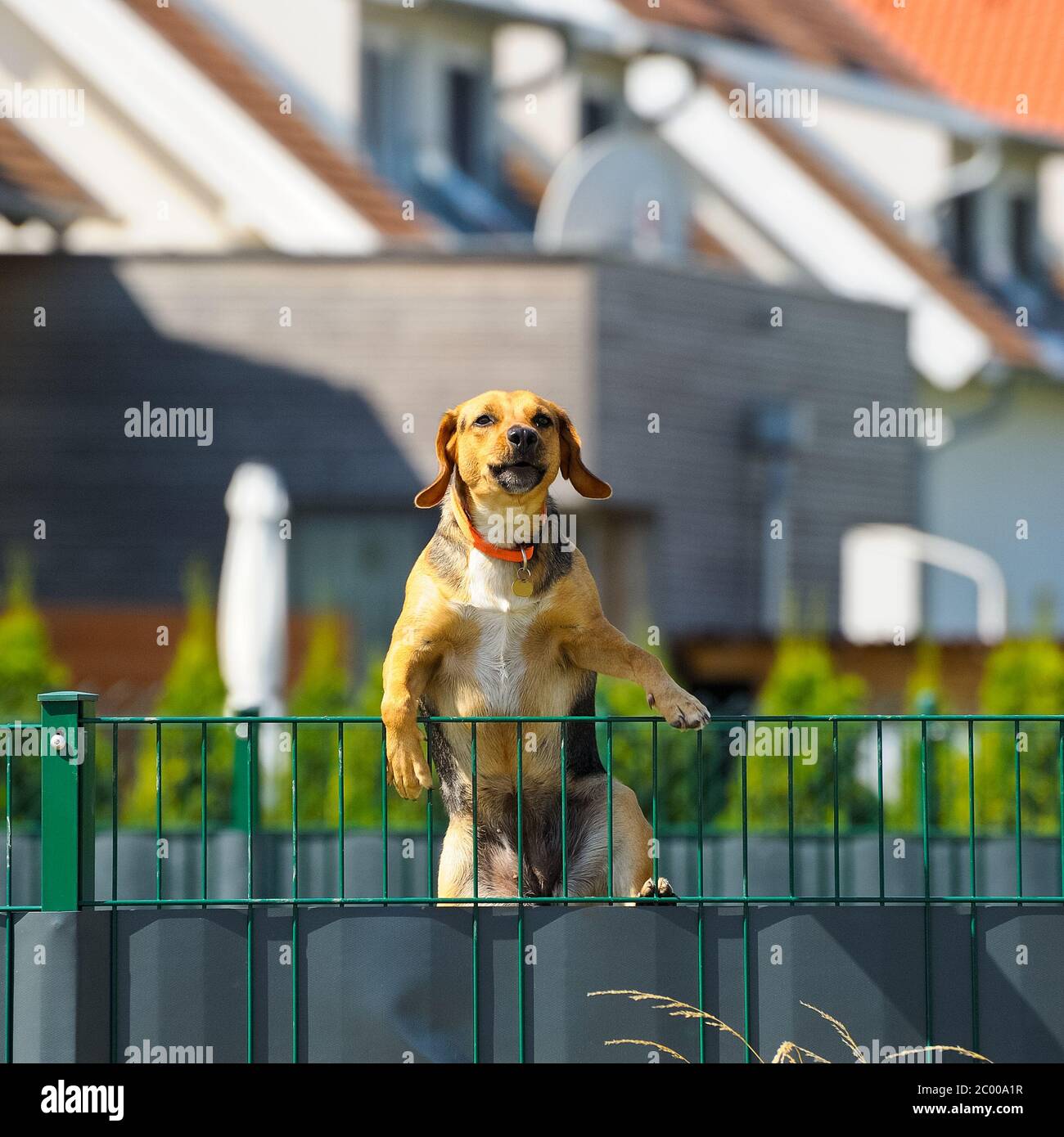 Dog climbs the fence about it Stock Photo Alamy