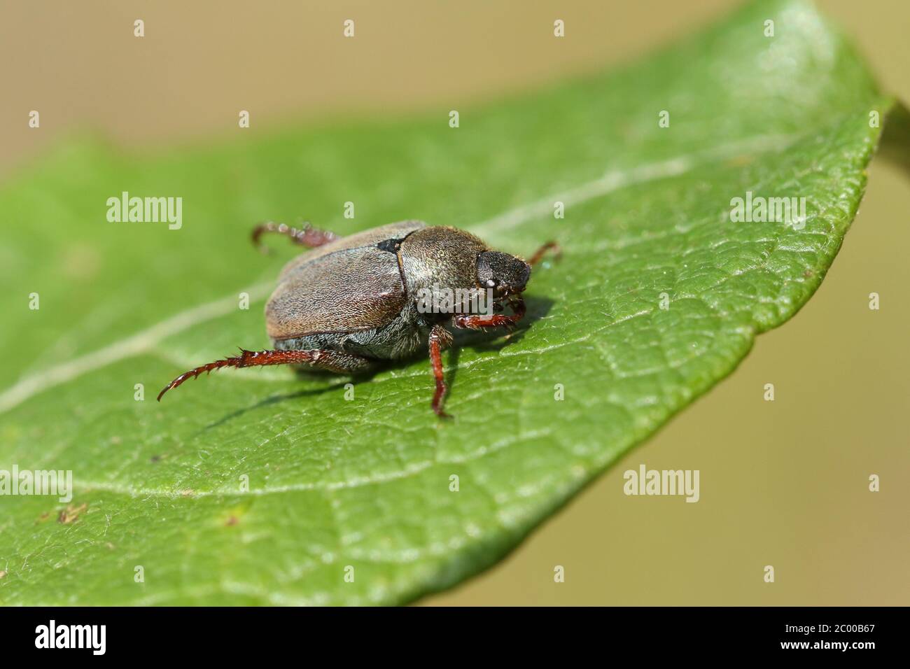 A Welsh Chafer, Hoplia philanthus, resting on a willow leaf in woodland in the UK. Stock Photo