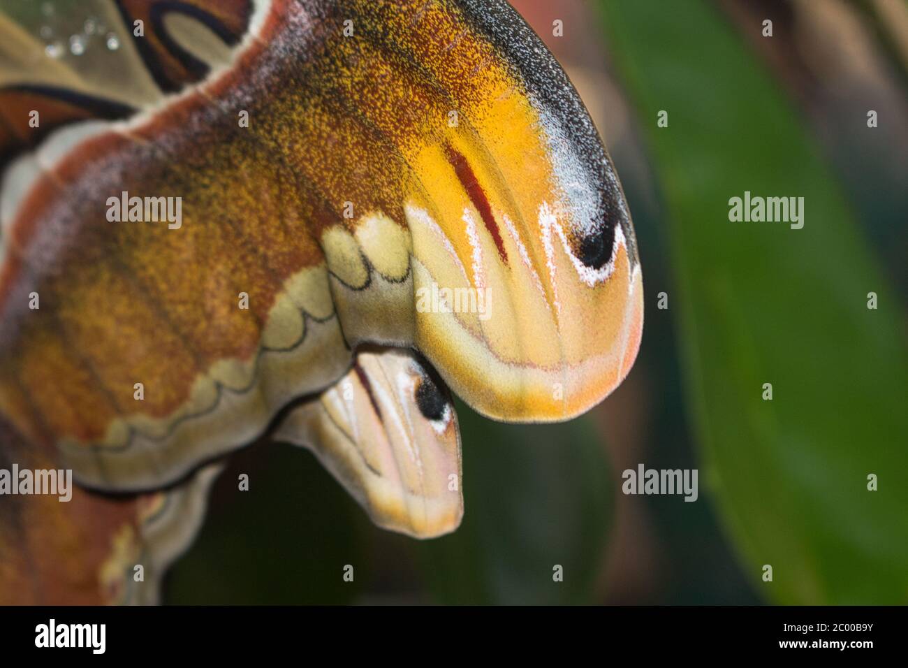 Closeup of an atlas moth perching on tree branch Stock Photo