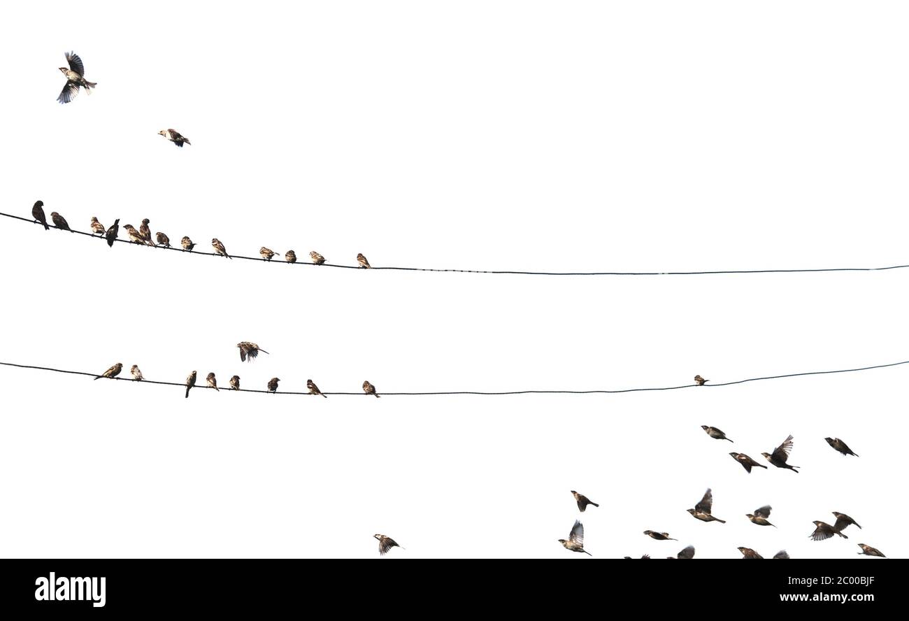 birds on wire Stock Photo