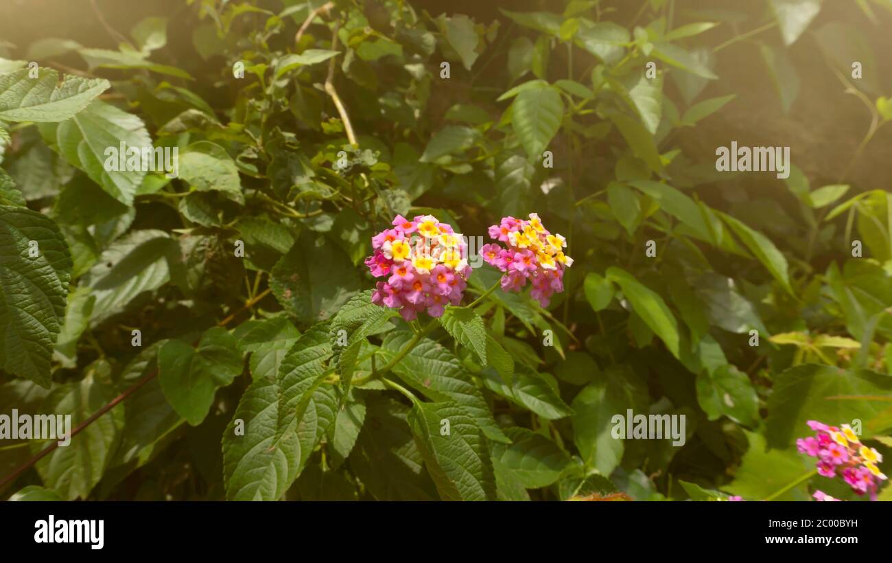 West indian lantana, one of wild plants which have the wonderful orange flowers. This plant could treat various diseases such as rheumatism, skin itch Stock Photo