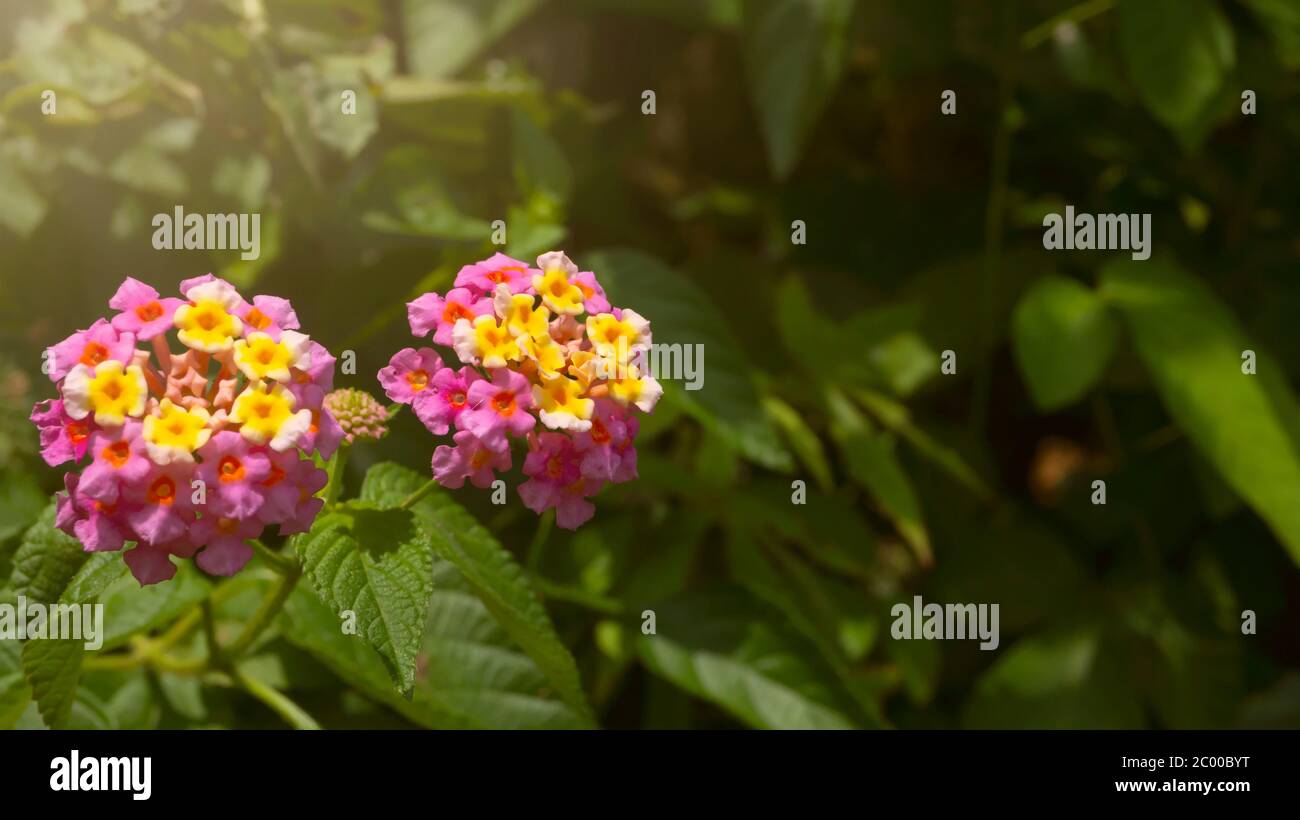 West indian lantana, one of wild plants which have the wonderful orange flowers. This plant could treat various diseases such as rheumatism, skin itch Stock Photo