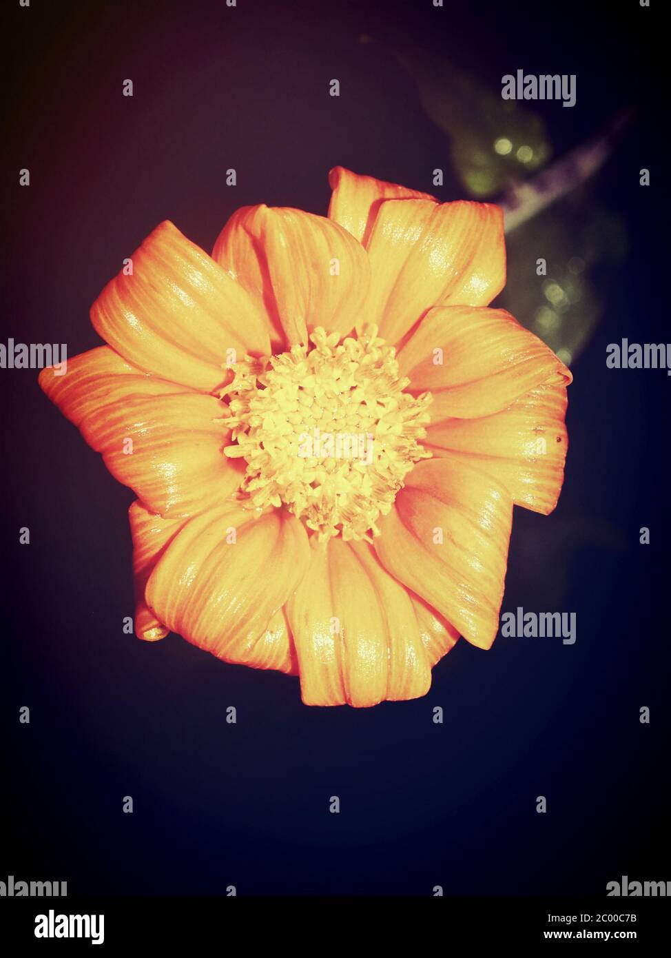 Beautiful flower in filter images Stock Photo