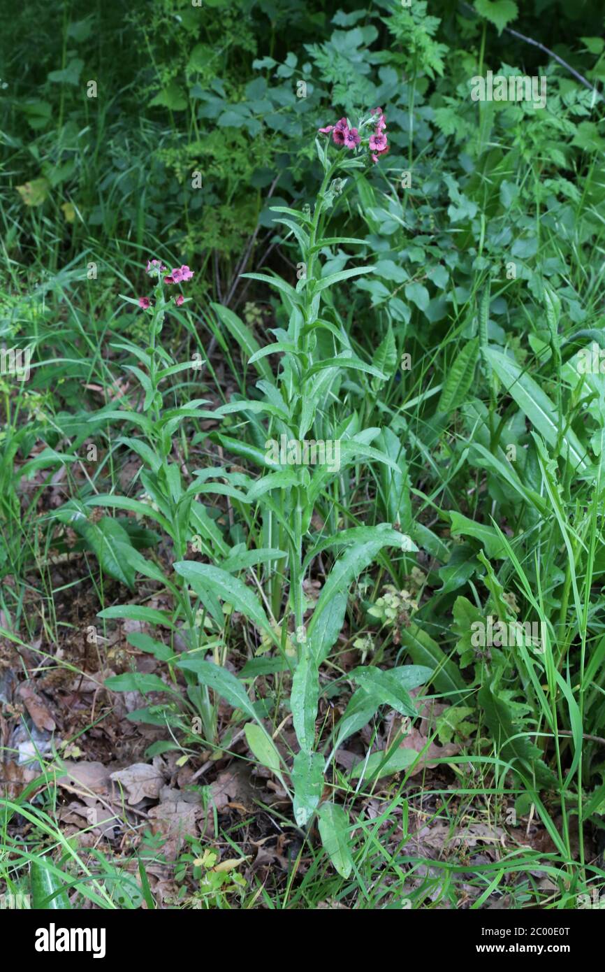 Cynoglossum montanum - Wild plant shot in the spring. Stock Photo