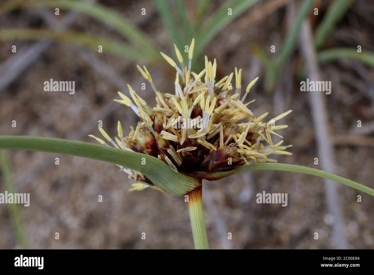 Cyperus capitatus - Wild plant shot in the spring. Stock Photo