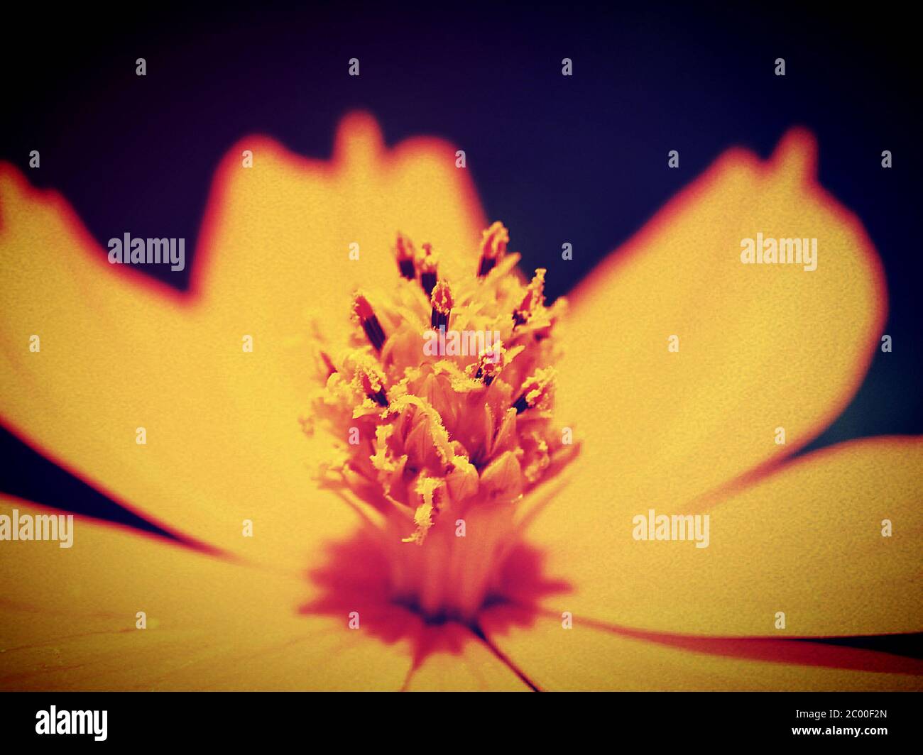 Pov flower hi-res stock photography and images - Alamy
