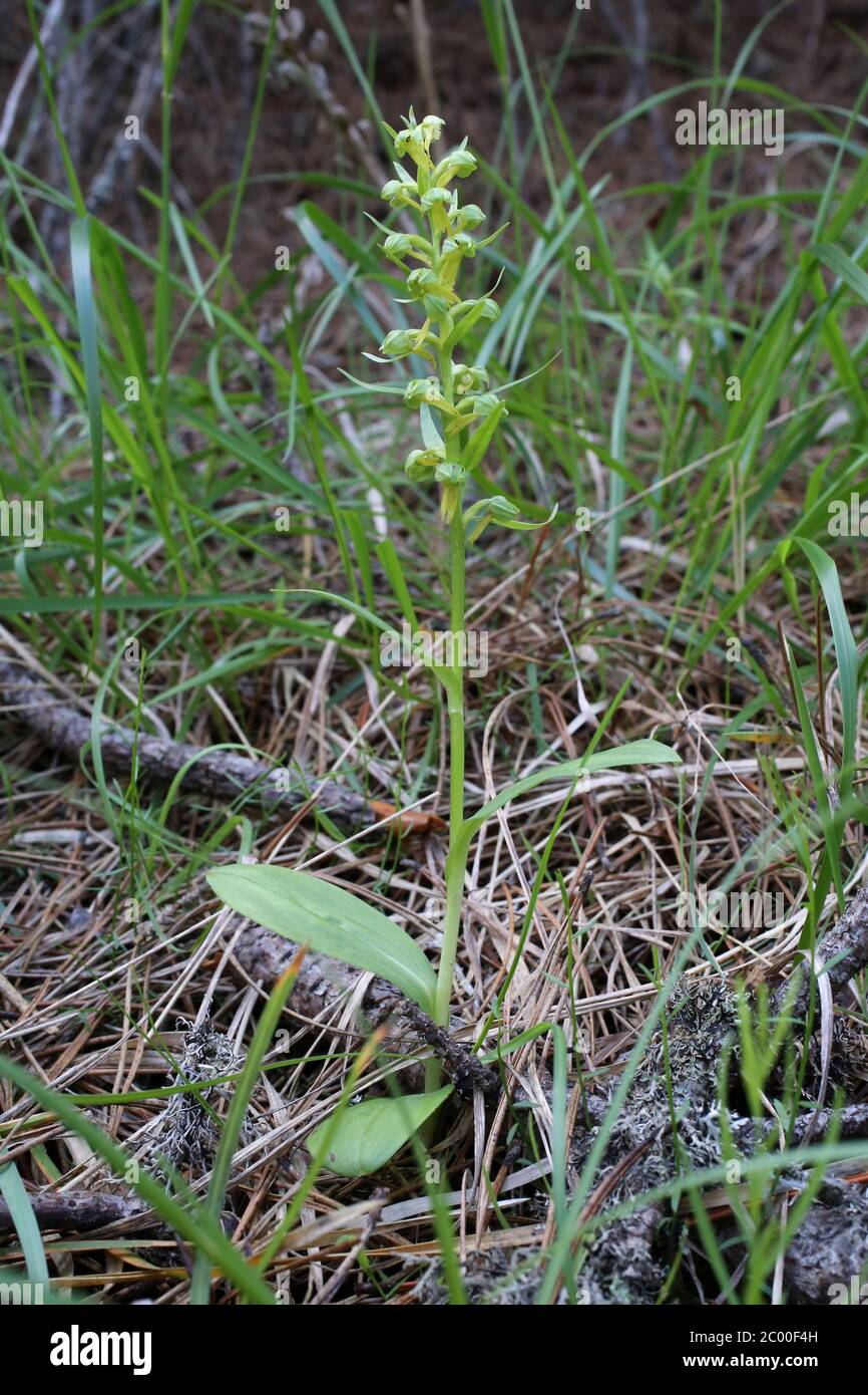 Dactylorhiza viridis, Coeloglossum viride, Frog Orchid. Wild plant shot in the spring. Stock Photo