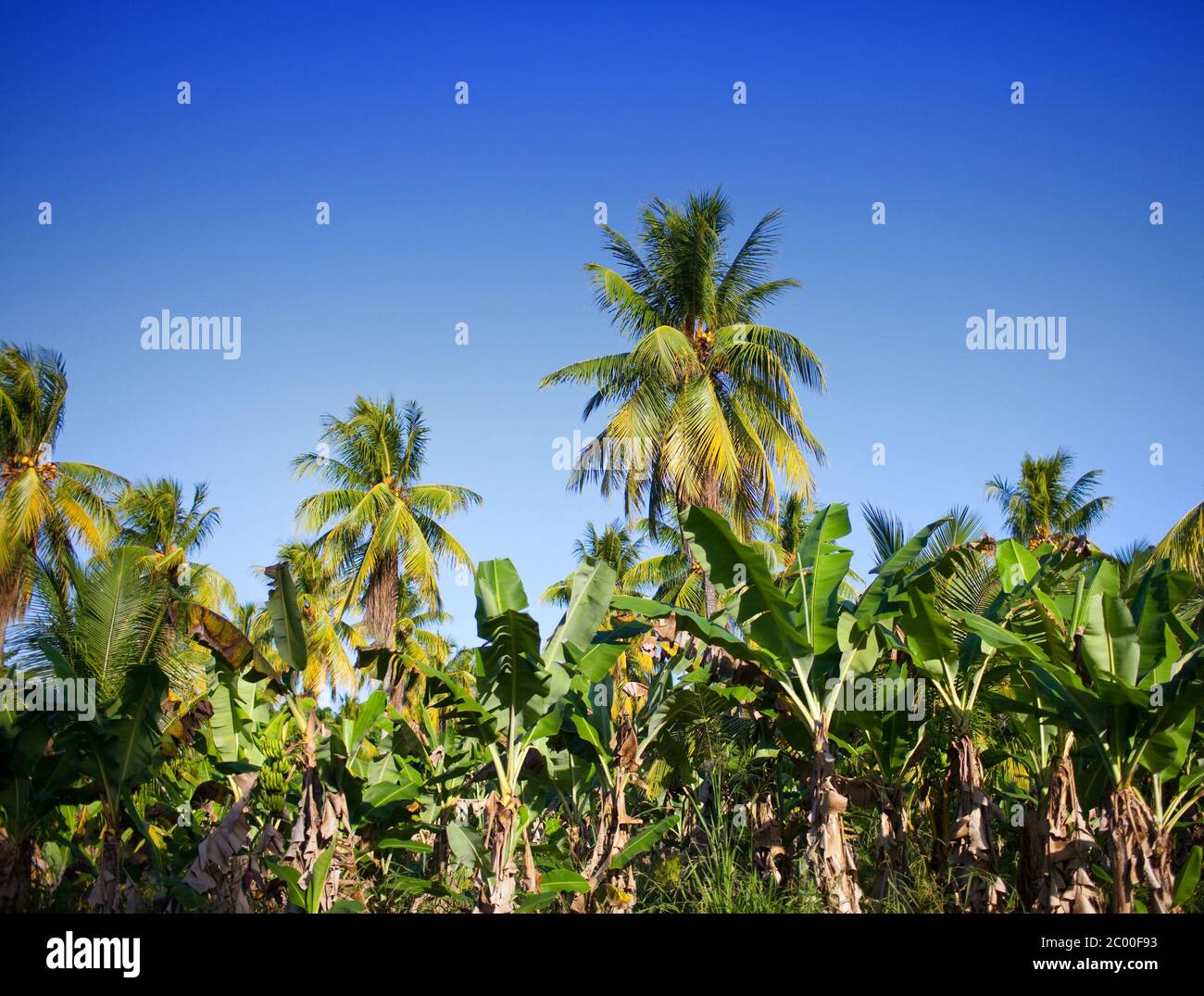 Row of palm trees hi-res stock photography and images - Alamy