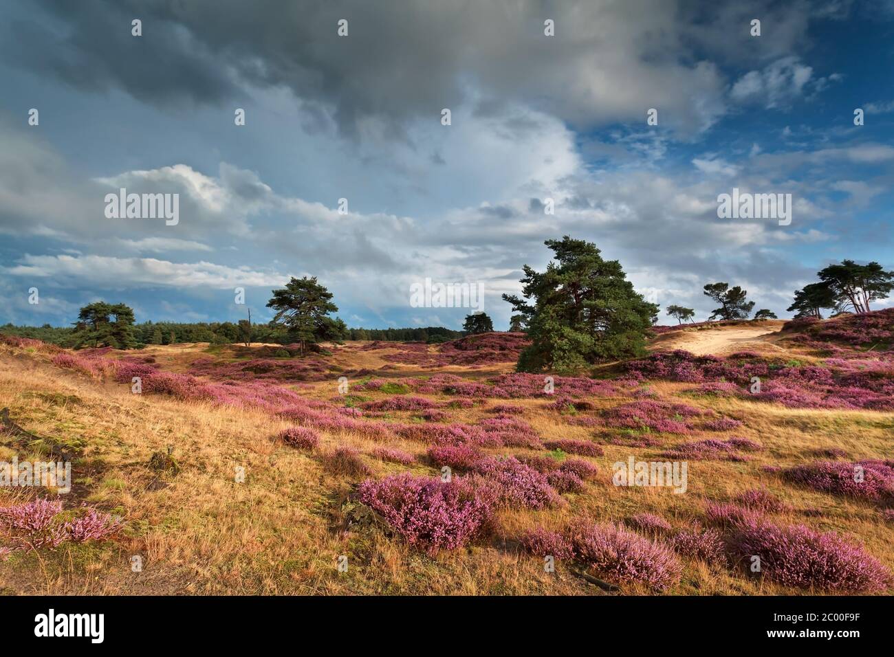 meadows with pink flowering heather Stock Photo