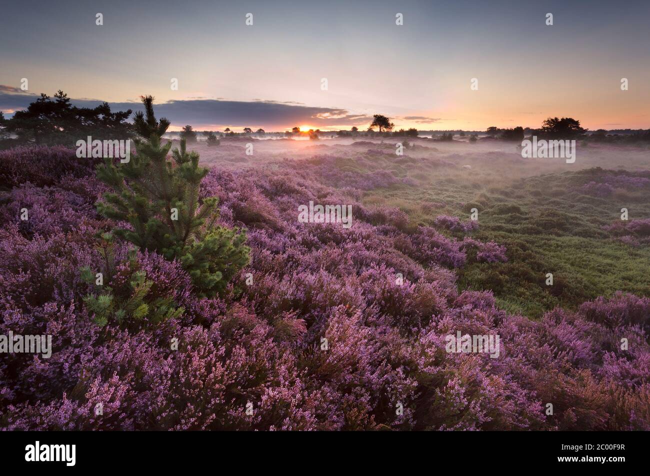 sunrise over flowering pink heather Stock Photo