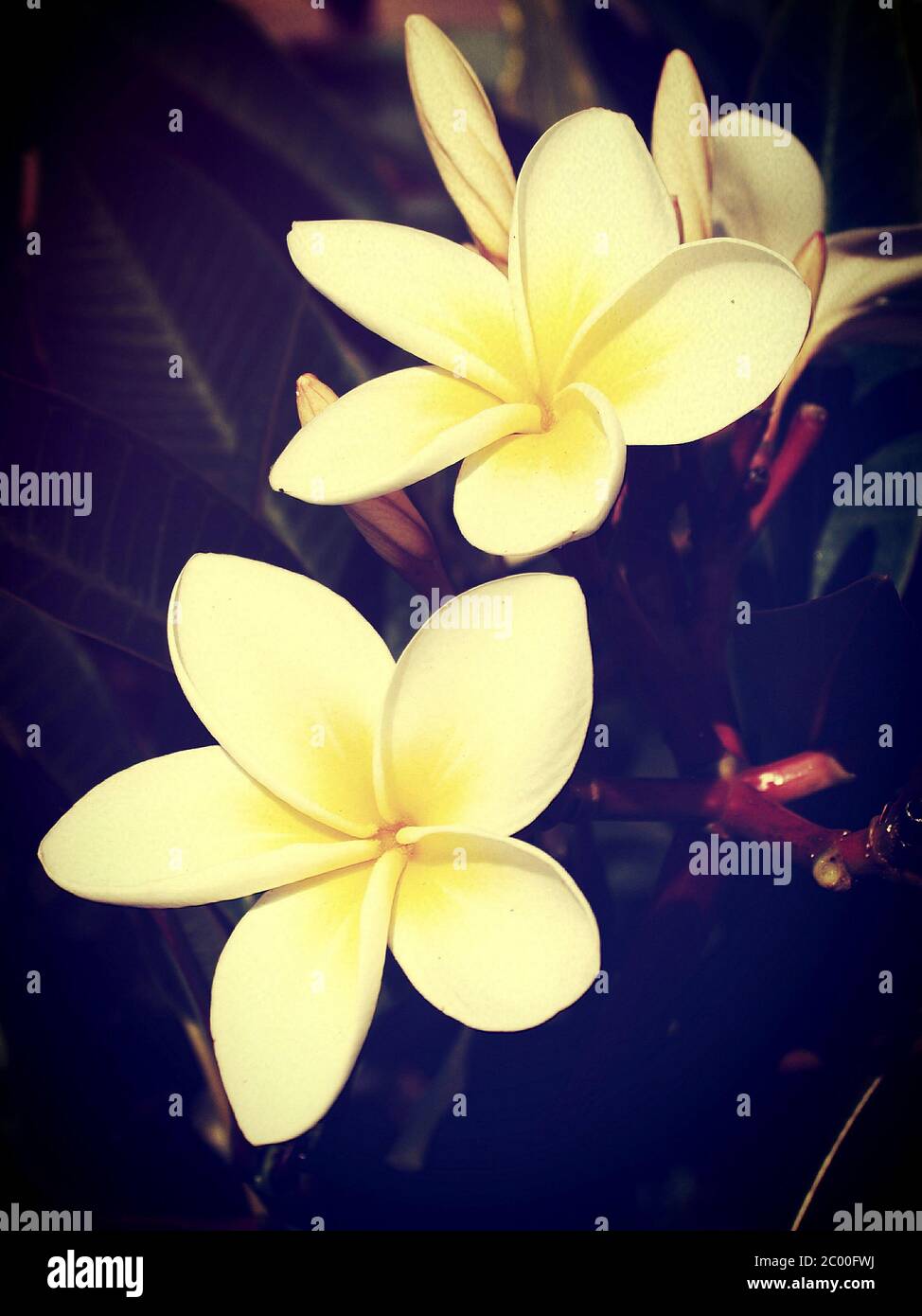 Beautiful flower in filter images Stock Photo