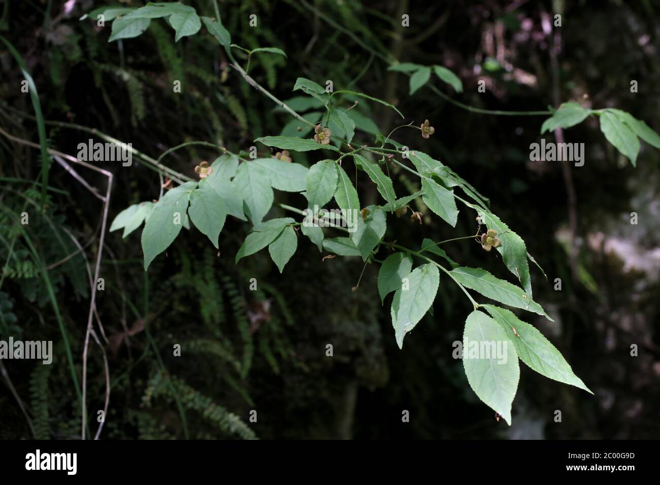 Euonymus verrucosus, Wartybark Euonymus. Wild plant shot in the spring. Stock Photo