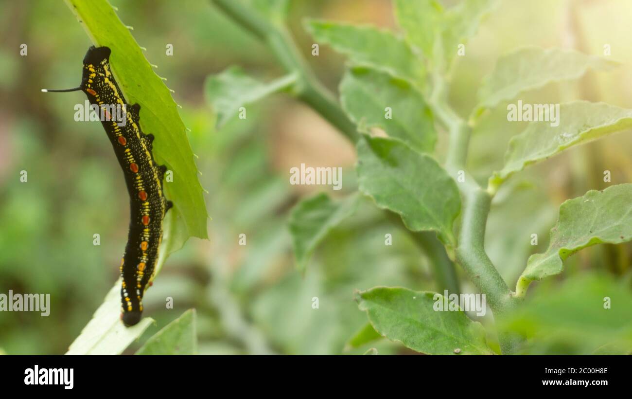 A caterpillar is eating through the process of a butterfly