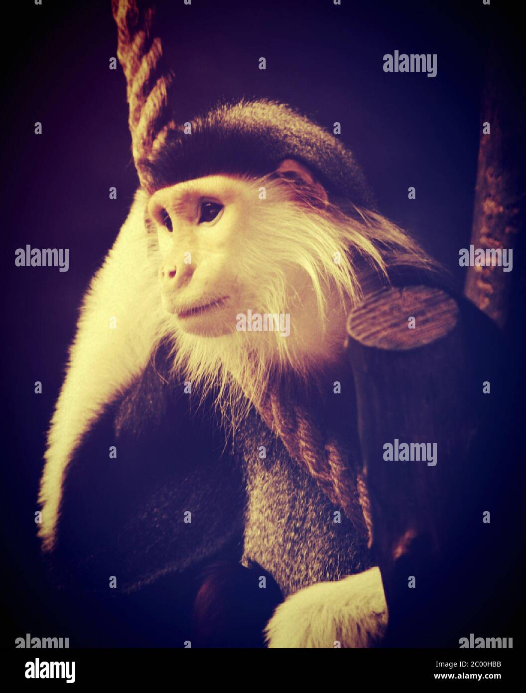 monkey in zoo Stock Photo