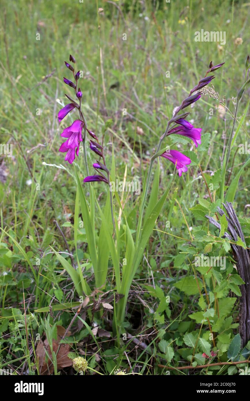 Gladiolus imbricatus - Wild plant shot in the spring. Stock Photo