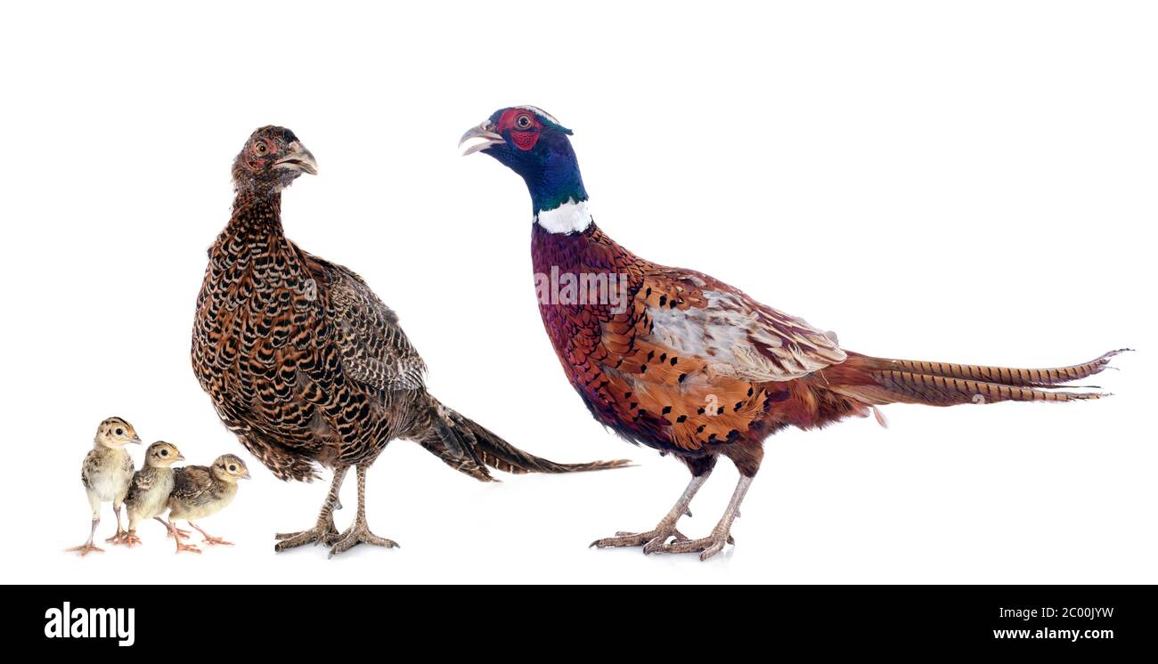 family European Common Pheasant, Phasianus colchicus, in front of white background Stock Photo