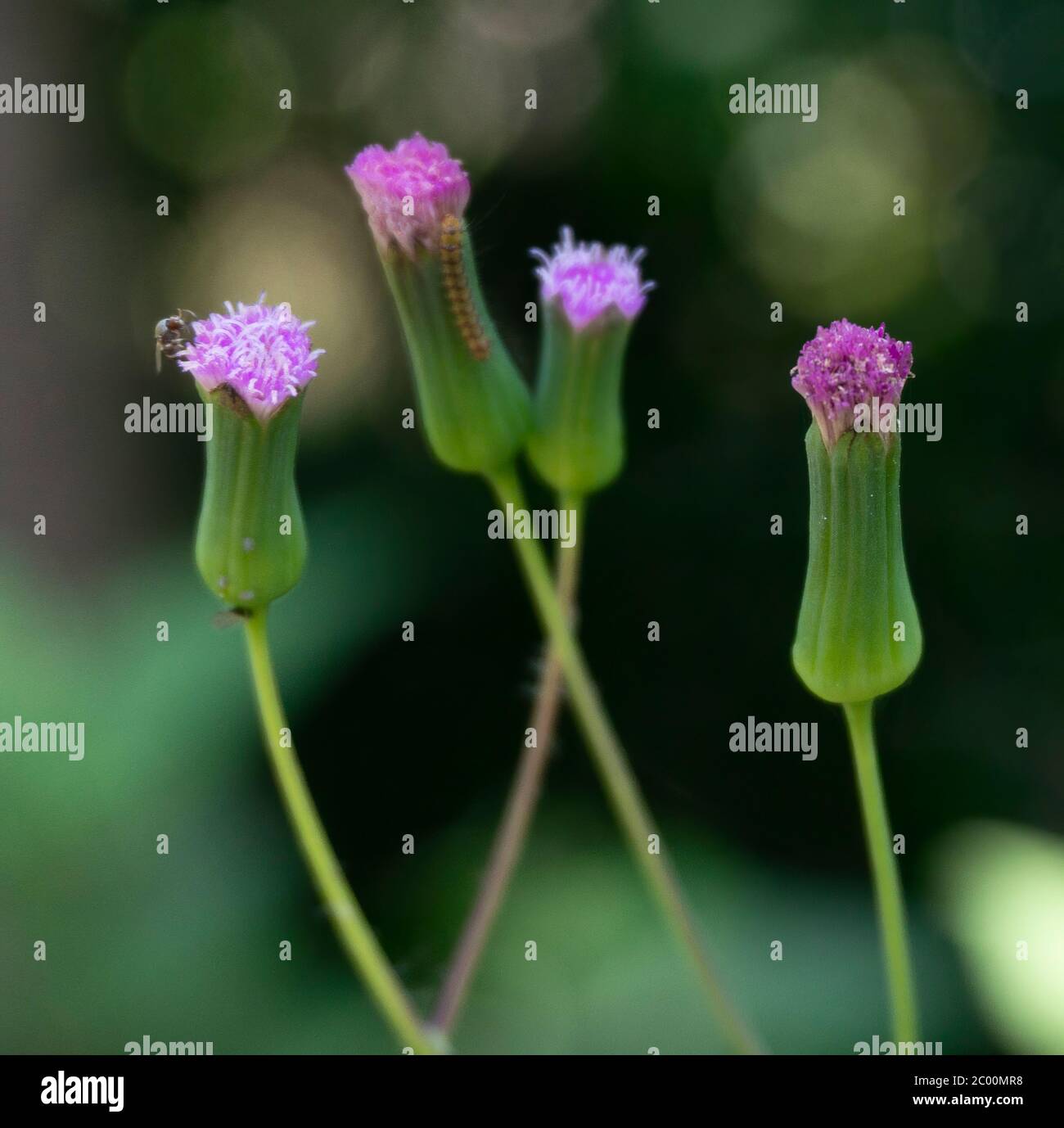 Beautiful pink flower Ragleaf (Crassocephalum) blooming on blur background, macro shot Stock Photo