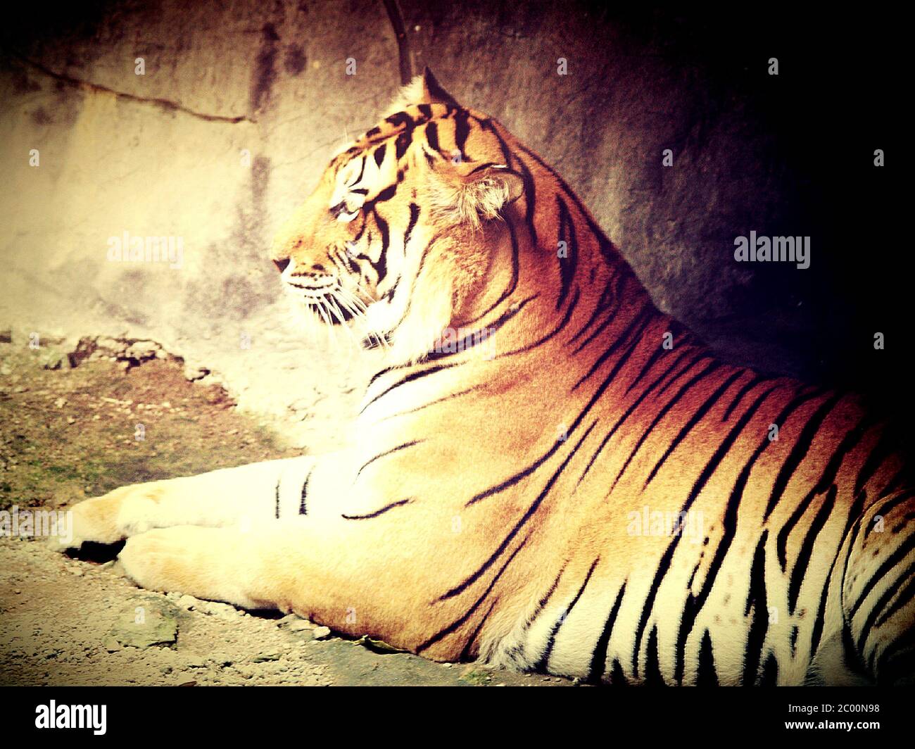 Zoo tiger india hi-res stock photography and images - Alamy