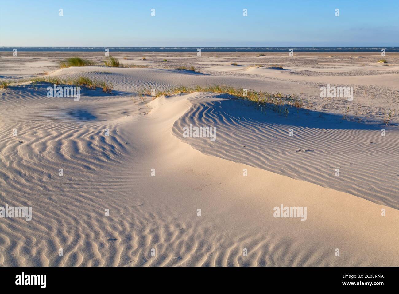 sand dunes on Dutch sea coast Stock Photo - Alamy
