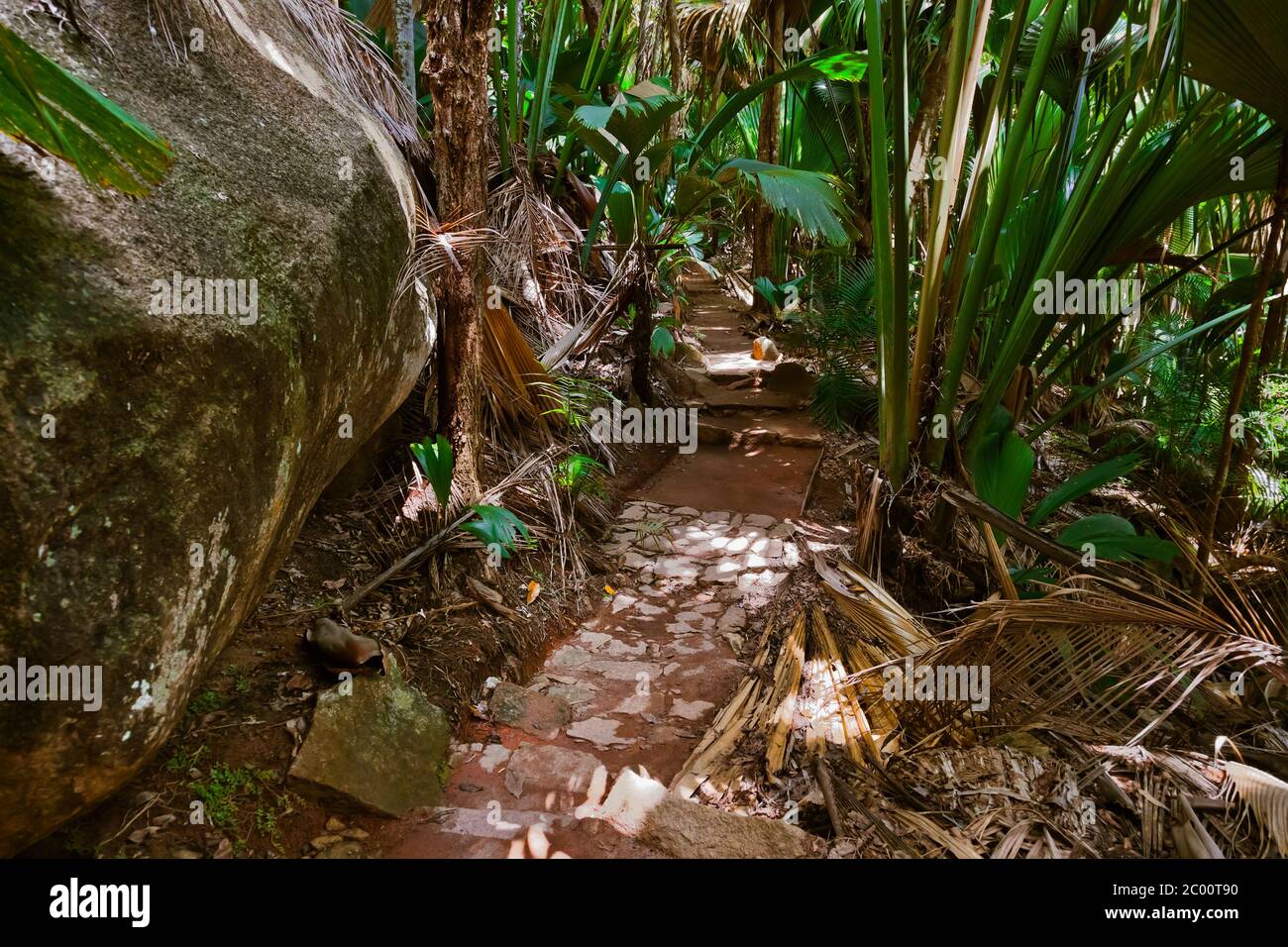 Pathway in jungle - Vallee de Mai - Seychelles Stock Photo