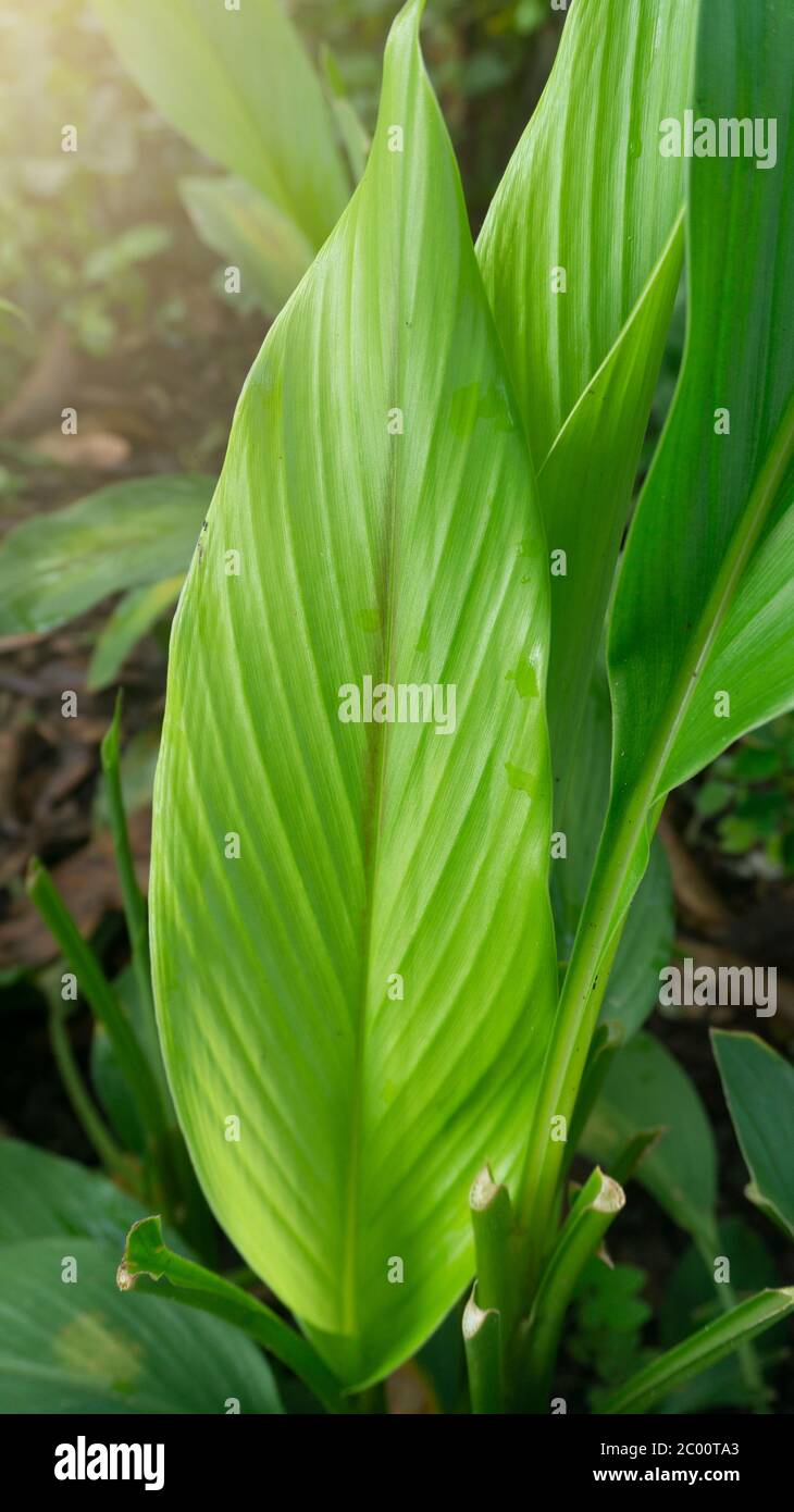 Turmeric leaves or Curcuma longa Linn with wide leaves, one of the ...